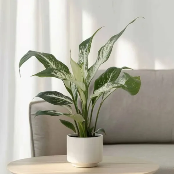 Krukkeplanter Indendørs^Fredslilje - Spathiphyllum 'Diamond' - Højde 40-50cm - ⌀12cm