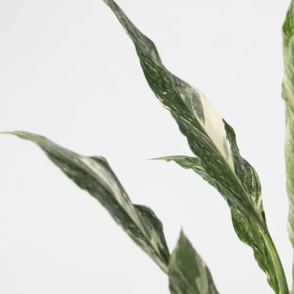 Krukkeplanter Indendørs^Fredslilje - Spathiphyllum 'Diamond' - Højde 40-50cm - ⌀12cm