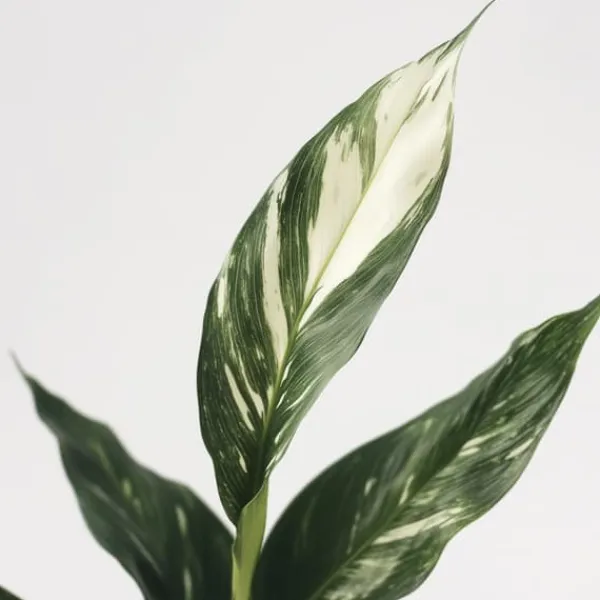 Krukkeplanter Indendørs^Fredslilje - Spathiphyllum 'Diamond' - Højde 40-50cm - ⌀12cm