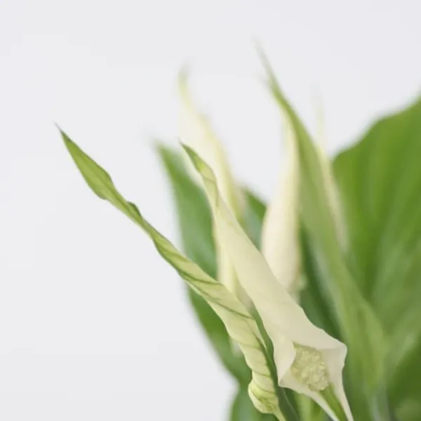 Krukkeplanter Indendørs^Fredslilje - Sæt med 3 - Spathiphyllum 'Torelli' - Højde 30-45cm - ⌀12cm