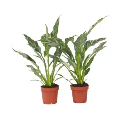 Krukkeplanter Indendørs^Fredslilje - Sæt med 2 - Spathiphyllum 'Diamond' - Højde 40-50cm - ⌀12cm