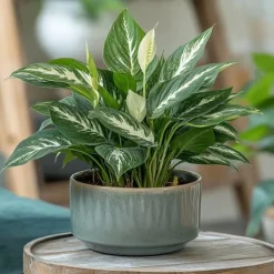 Krukkeplanter Indendørs^Fredslilje - Sæt med 2 - Spathiphyllum 'Diamond' - Højde 40-50cm - ⌀12cm