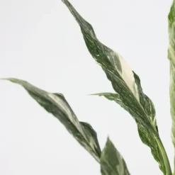 Krukkeplanter Indendørs^Fredslilje - Sæt med 2 - Spathiphyllum 'Diamond' - Højde 40-50cm - ⌀12cm