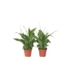 Krukkeplanter Indendørs^Fredslilje - Sæt med 6 - Spathiphyllum 'Torelli' - Højde 30-45cm - ⌀12cm
