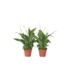 Krukkeplanter Indendørs^Fredslilje - Sæt med 2 - Spathiphyllum 'Torelli' - Højde 30-45cm - ⌀12cm
