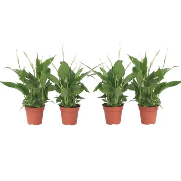 Krukkeplanter Indendørs^Fredslilje - Sæt med 4 - Spathiphyllum 'Torelli' - Højde 30-45cm - ⌀12cm
