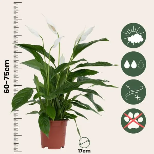Outlet Fredslilje - Sæt med 2 - Spathiphyllum 'Lima' - Højde 60-75cm - ⌀17cm Krukkeplanter Indendørs