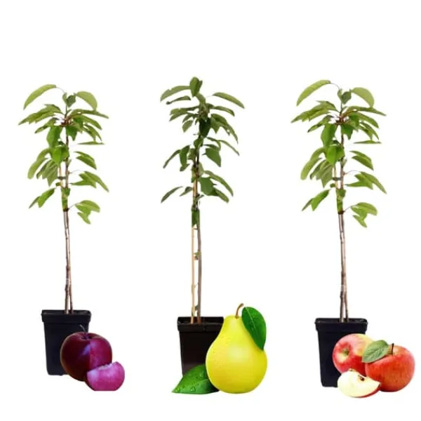 Træ^Frugtsøjler - Sæt med 3 - Æble, pære - Højde 60-70cm - ⌀9cm
