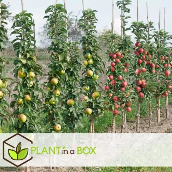 Outlet Frugttræblanding - Sæt med 8 - Malus, Pryus, Prunus - Højde 60-70cm - ⌀9cm Træ