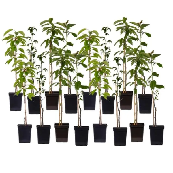 Træ^Frugttræblanding - Sæt med 16 - Malus, Pryus, Prunus - Højde 60-70cm - ⌀9cm