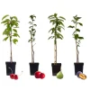 Træ^Frugttræblanding - Sæt med 4 - Malus, Pryus, Prunus - Højde 60-70cm - ⌀9cm