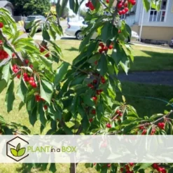 Træ^Frugttræblanding - Sæt med 4 - Malus, Pryus, Prunus - Højde 60-70cm - ⌀9cm