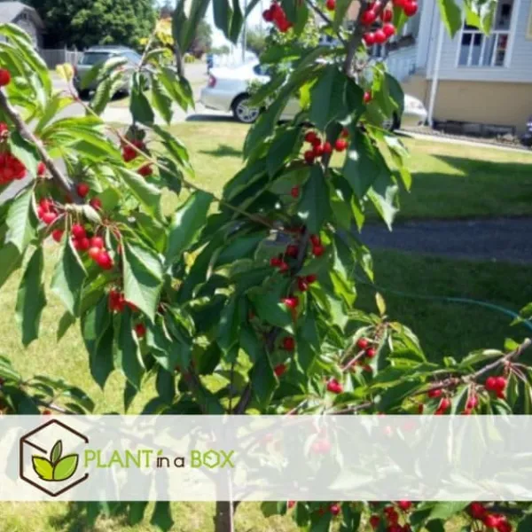 Træ^Frugttræblanding - Sæt med 4 - Malus, Pryus, Prunus - Højde 60-70cm - ⌀9cm