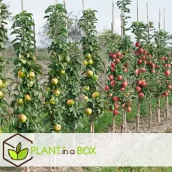 Træ^Frugttræblanding - Sæt med 4 - Malus, Pryus, Prunus - Højde 60-70cm - ⌀9cm