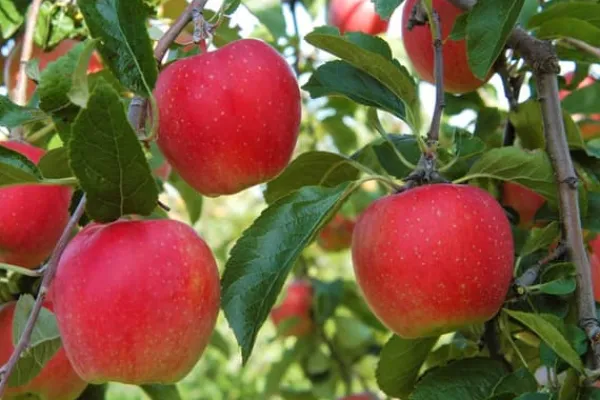 Træ^Frugttræblanding - Sæt med 4 - Malus, Pryus, Prunus - Højde 60-70cm - ⌀9cm