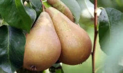 Træ^Frugttræblanding - Sæt med 4 - Malus, Pryus, Prunus - Højde 60-70cm - ⌀9cm