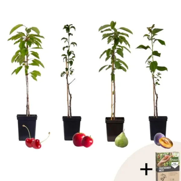 Træ^Frugttræblanding - Sæt med 4 - Malus, Pryus, Prunus - Højde 60-70cm - ⌀9cm