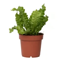 Krukkeplanter Indendørs^Fugleredebregne - Asplenium nidus 'Crispy Wave' - Højde 25-40cm - ⌀12cm