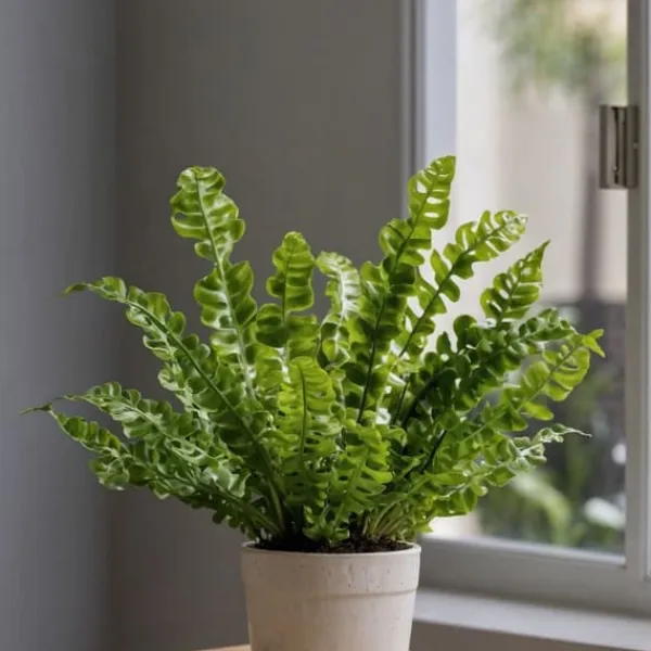 Krukkeplanter Indendørs^Fugleredebregne - Asplenium nidus 'Crispy Wave' - Højde 25-40cm - ⌀12cm