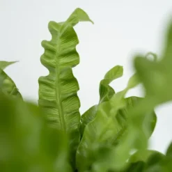 Krukkeplanter Indendørs^Fugleredebregne - Asplenium nidus 'Crispy Wave' - Højde 25-40cm - ⌀12cm
