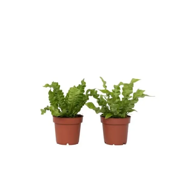Krukkeplanter Indendørs^Fugleredebregne - Sæt 2 - Asplenium nidus 'Crispy Wave' - Højde 25-40cm - ⌀12cm