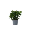 Discount Gardenia - Gardenia jasminoides - Højde 20-30cm - ⌀13cm Krukkeplanter Indendørs