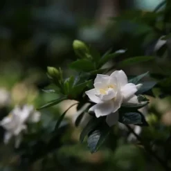 Discount Gardenia - Gardenia jasminoides - Højde 20-30cm - ⌀13cm Krukkeplanter Indendørs