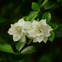 Discount Gardenia - Gardenia jasminoides - Højde 20-30cm - ⌀13cm Krukkeplanter Indendørs