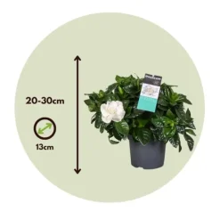 Krukkeplanter Indendørs^Gardenia - Sæt med 4 - Gardenia jasminoides - Højde 20-30cm - ⌀13cm