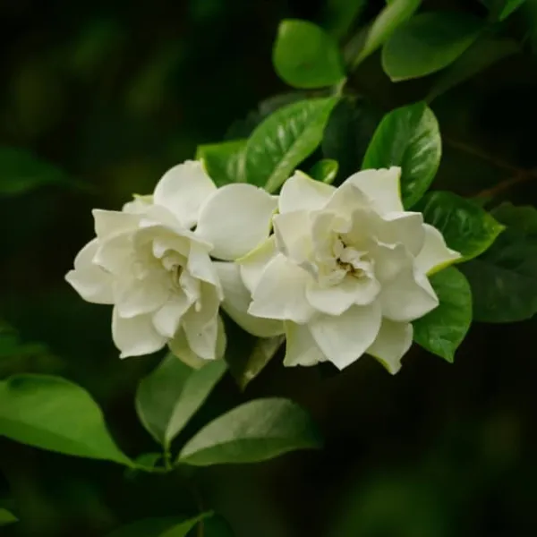 Krukkeplanter Indendørs^Gardenia - Sæt med 4 - Gardenia jasminoides - Højde 20-30cm - ⌀13cm