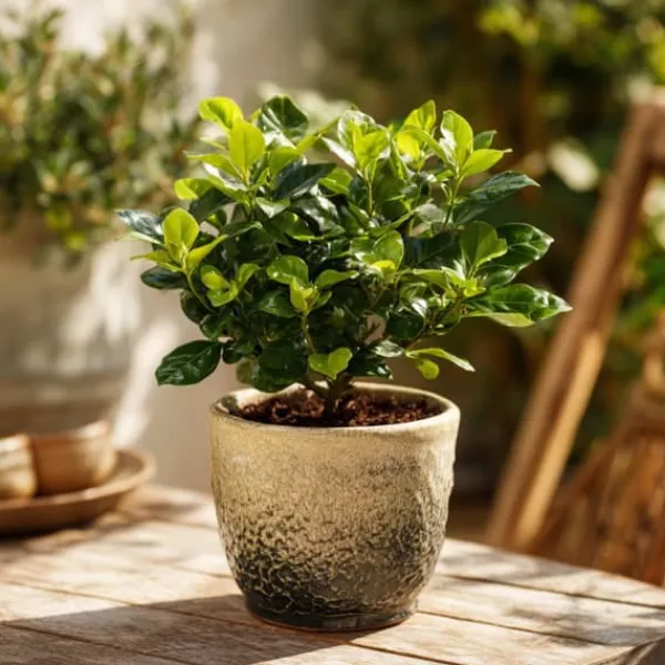 Discount Gardenia - Sæt med 2 - Gardenia jasminoides - Højde 20-30cm - ⌀13cm Krukkeplanter Indendørs