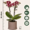 Outlet Gavesæt orkidé 'Cocktail S' - Phalaenopsis - Højde 30cm Krukkeplanter Indendørs