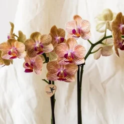 Outlet Gavesæt orkidé 'Cocktail S' - Phalaenopsis - Højde 30cm Krukkeplanter Indendørs