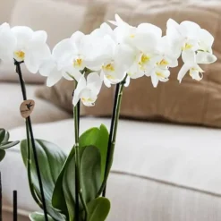 Best Gavesæt orkidé 'Copper XL' - Phalaenopsis - Højde 35cm Krukkeplanter Indendørs