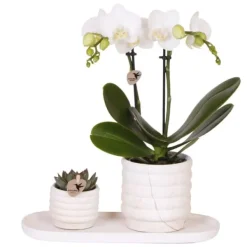Krukkeplanter Indendørs^Gavesæt orkidé 'Marble S' - Phalaenopsis - Højde 30cm