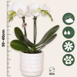 Krukkeplanter Indendørs^Gavesæt orkidé 'Marble S' - Phalaenopsis - Højde 30cm