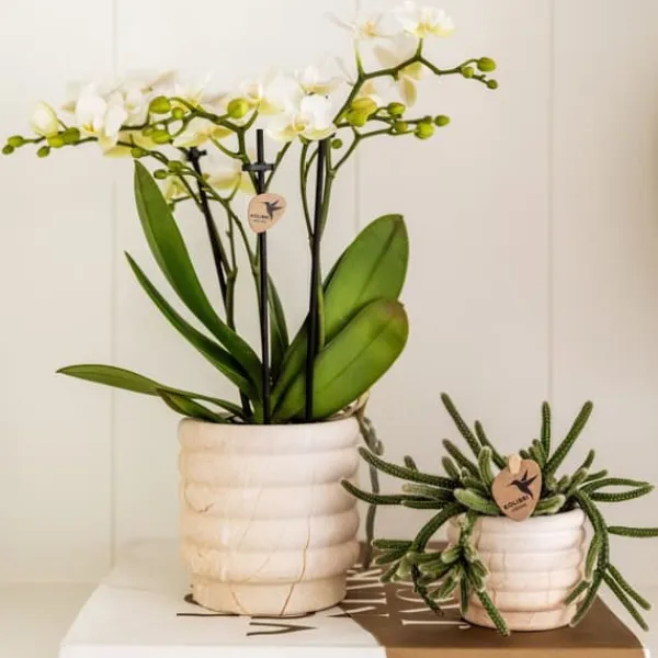Krukkeplanter Indendørs^Gavesæt orkidé 'Marble S' - Phalaenopsis - Højde 30cm