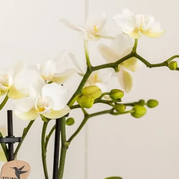 Krukkeplanter Indendørs^Gavesæt orkidé 'Marble S' - Phalaenopsis - Højde 30cm