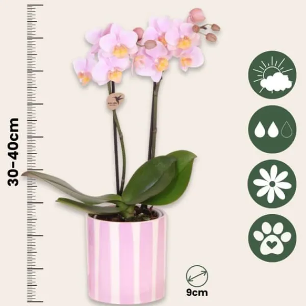 New Gavesæt orkidé 'Pink S' - Phalaenopsis - Højde 30cm Krukkeplanter Indendørs