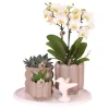 Sale Gavesæt orkidé 'White Tray XL' - Phalaenopsis - Højde 35cm Krukkeplanter Indendørs