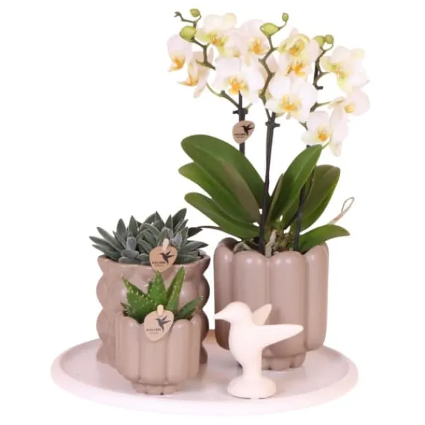 Sale Gavesæt orkidé 'White Tray XL' - Phalaenopsis - Højde 35cm Krukkeplanter Indendørs