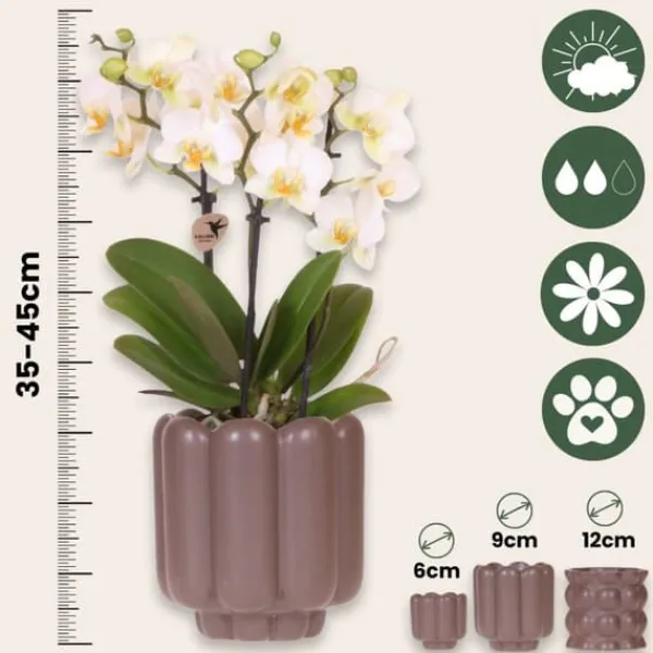 Sale Gavesæt orkidé 'White Tray XL' - Phalaenopsis - Højde 35cm Krukkeplanter Indendørs