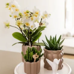 Sale Gavesæt orkidé 'White Tray XL' - Phalaenopsis - Højde 35cm Krukkeplanter Indendørs