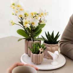 Sale Gavesæt orkidé 'White Tray XL' - Phalaenopsis - Højde 35cm Krukkeplanter Indendørs