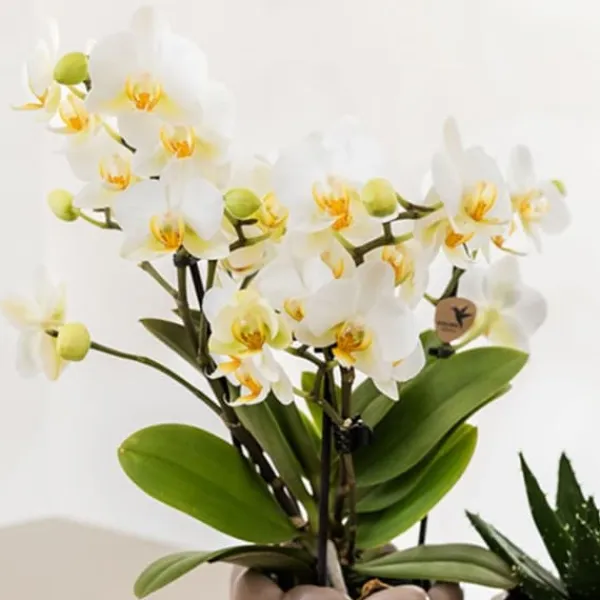 Sale Gavesæt orkidé 'White Tray XL' - Phalaenopsis - Højde 35cm Krukkeplanter Indendørs