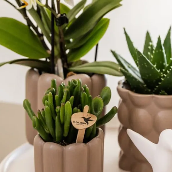 Sale Gavesæt orkidé 'White Tray XL' - Phalaenopsis - Højde 35cm Krukkeplanter Indendørs