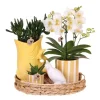 Krukkeplanter Indendørs^Gavesæt orkidé 'Yellow XL' - Phalaenopsis - Højde 35cm