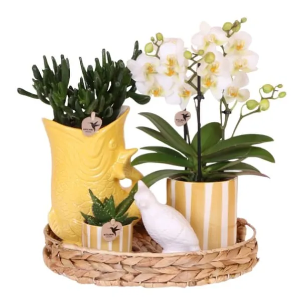 Krukkeplanter Indendørs^Gavesæt orkidé 'Yellow XL' - Phalaenopsis - Højde 35cm
