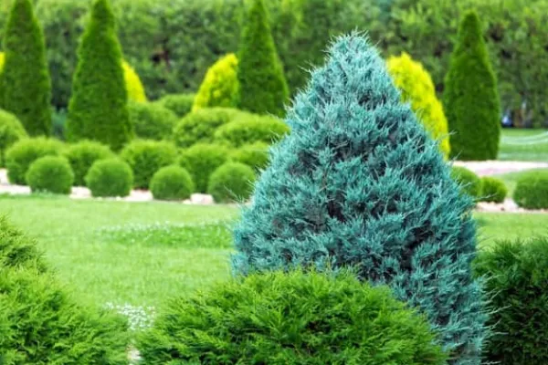 New Gødning til nåletræer Thuja Granulat Have Start 10kg Gødningsmidler