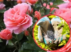Gødningsmidler^Gødning til Rose Blomster Granulat Have Start 2kg